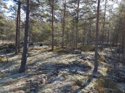 Det kan bli en riktigt fin träningsdag på vildmarkskartorna Grönlid och Andelkulla. Här en bild från terrängen i Grönlid. OBS! Det är inte snö på marken...
