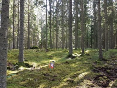 Kontroll i finfin storskog från Torsås OK:s nationella tävling 1 augusti 2021. 