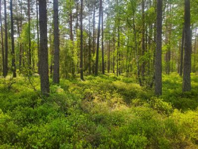 Den härliga ljusgröna tiden väntar nu. Alla är välkomna till Söderåkraterrängen på lördag 11 maj.