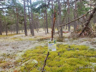 En kontrollmarkering som snart skulle förstärkas av en riktig kontroll i den öppna Ölandsterrängen.