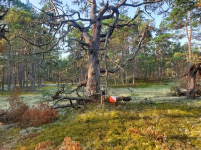 Kontroll 150, döda trädet, näst sista och förvarning, innan löparna kom någon timme senare.