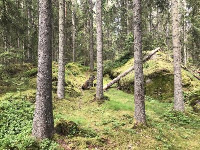 Terrängen kommer att vara omväxlande men med mer kupering än i vårt hörn av Småland.