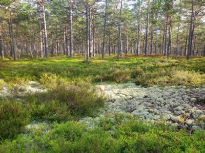 Terrängbild från Ramsnäskartan på Öland. Det är en väldigt speciell terräng med böljande landskap där det är svårt att avgöra var de långa sänkorna slutar. Men riktigt härlig terräng är det!