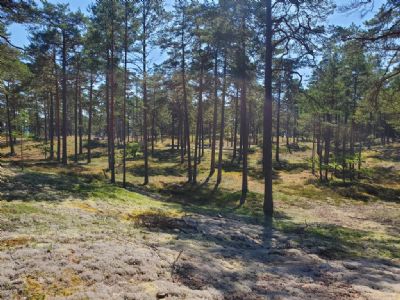 Terrängbilden mellan Fagerrör och Homrevet som nu ligger ute på SOFT:s hemsida. 