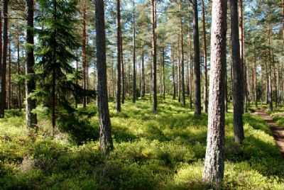 Originalfotot av skogen i Törnelycke i Söderåkra som länge prytt våra tävlingsdräkter, overaller och buffar mm. Tyvärr finns inte skogen längre då det idag är ett större kalhygge. 